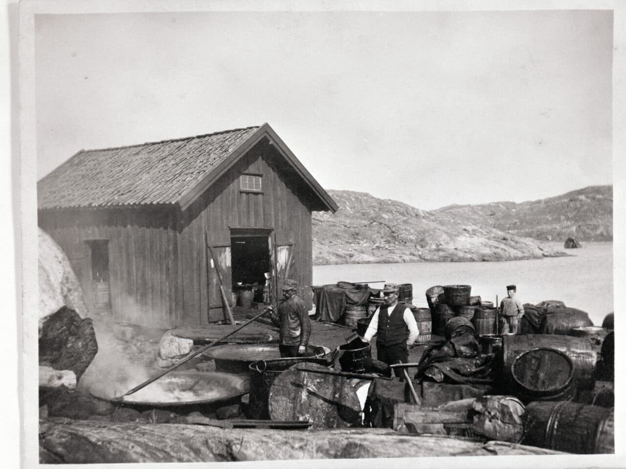 Trankokeri på Tjörn