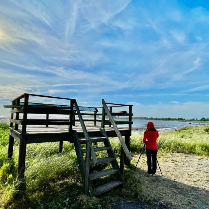 Plattform för fågelskådning