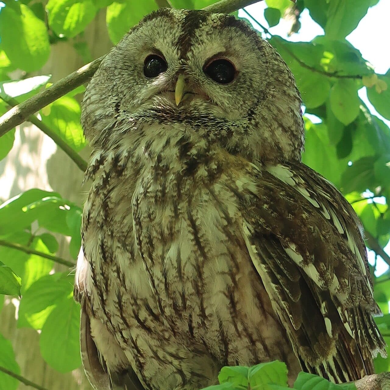 Kattuggla
