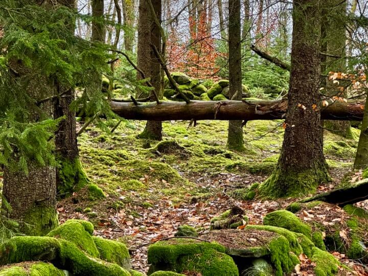 Gärdesgårdar i skogen