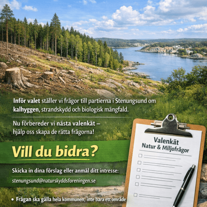 Frågor inför valet