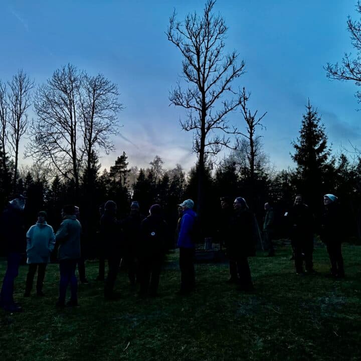 Ugglelyssnare i Svartedalen