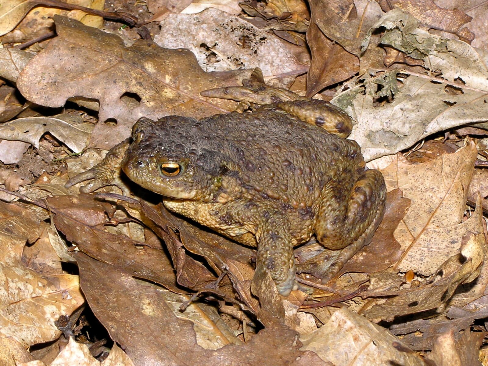 Vanlig padda
