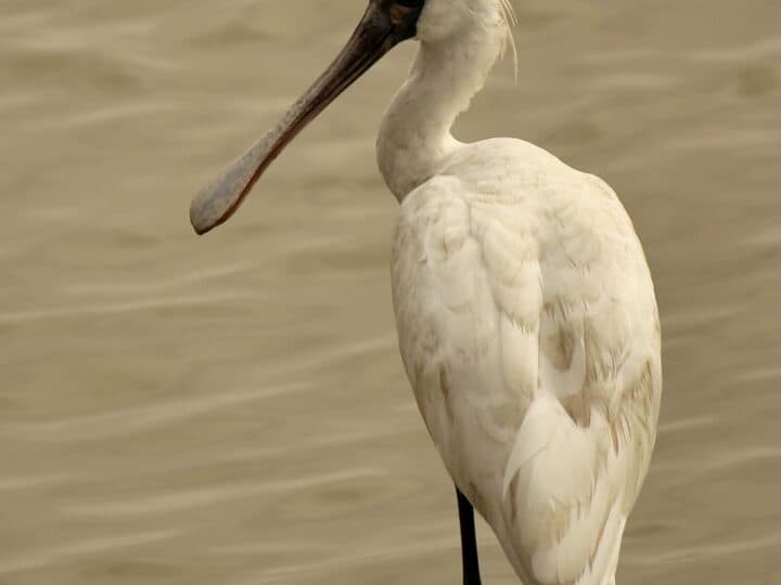 Skedstork