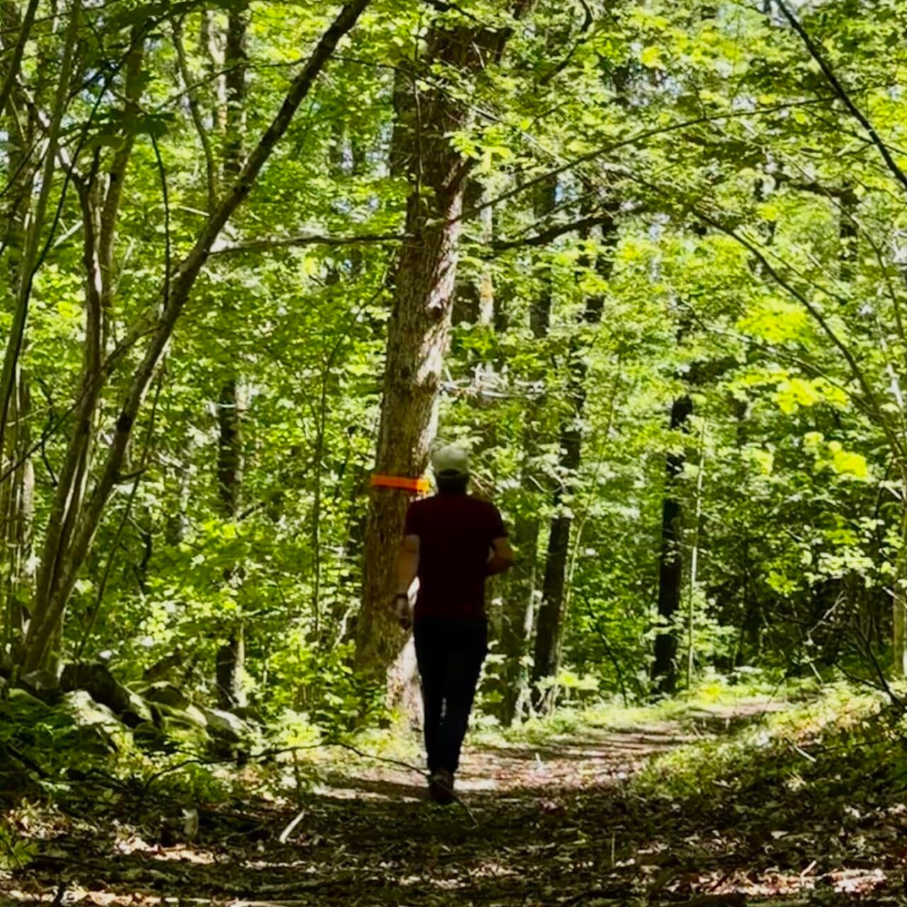 Lövskog på Furufjäll