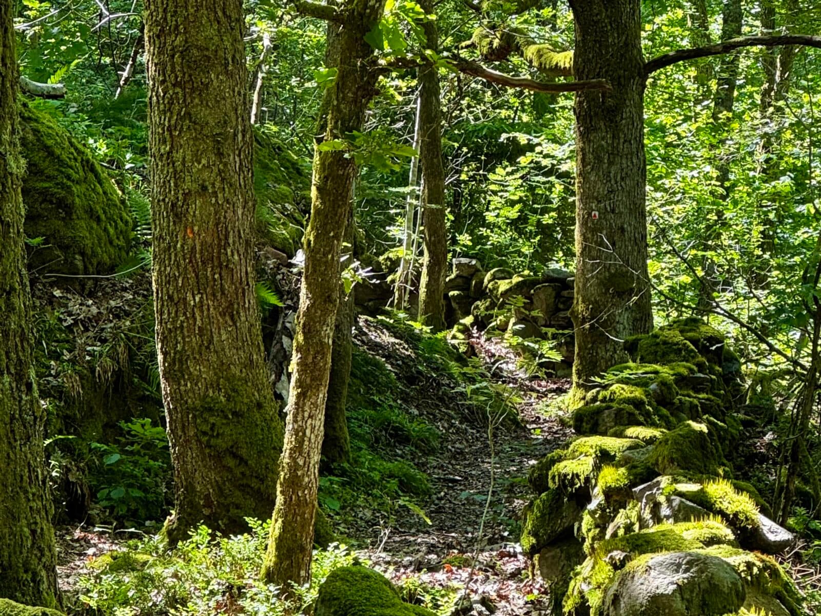 Fägata på furufjäll