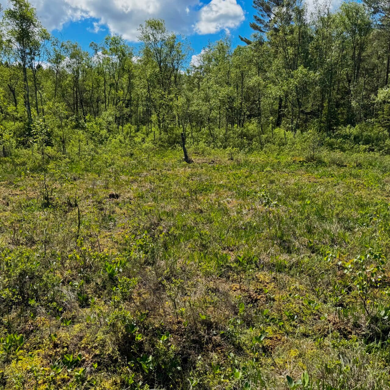 Myr på Furufjäll
