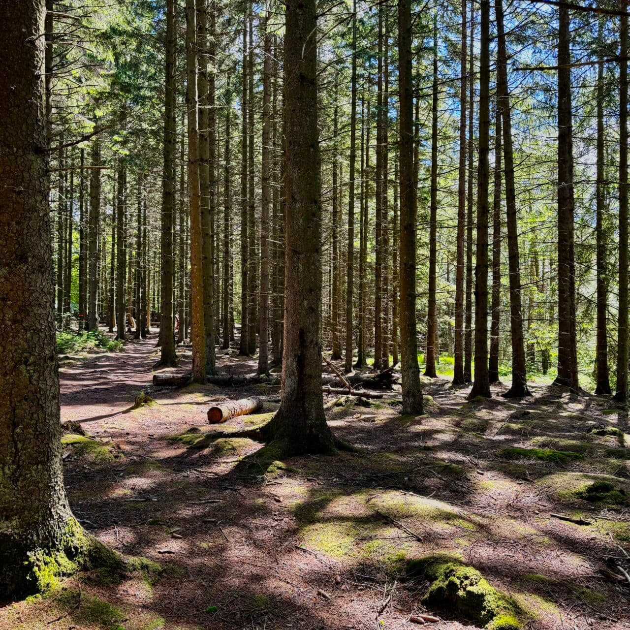 Granskog på Furufjäll