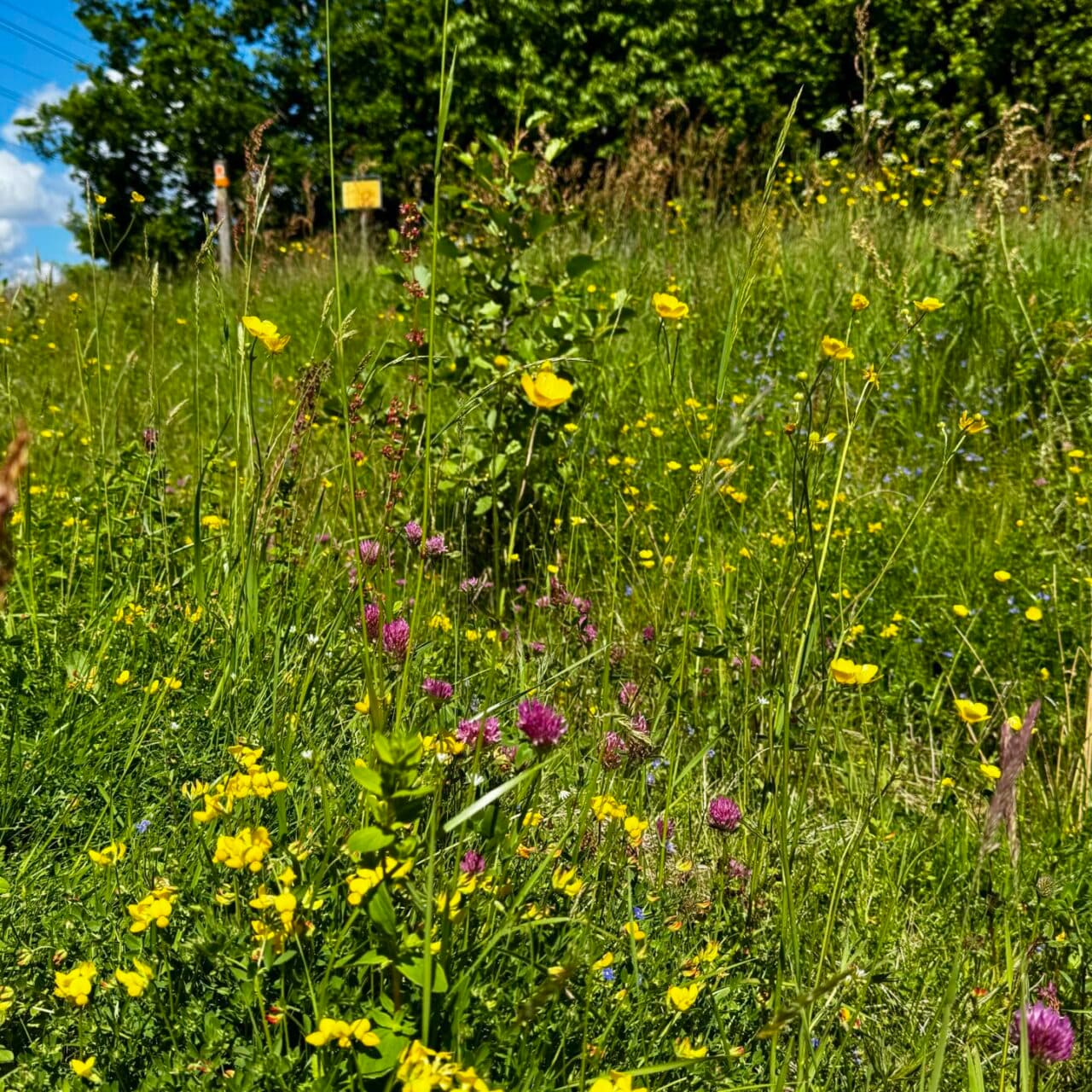 Blomsteräng på Furufjäll