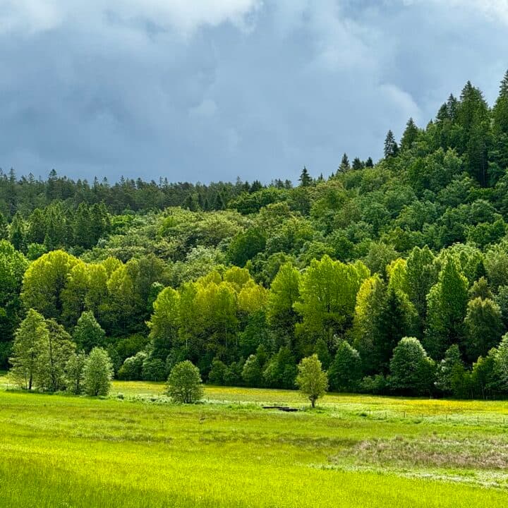 Ranebolund