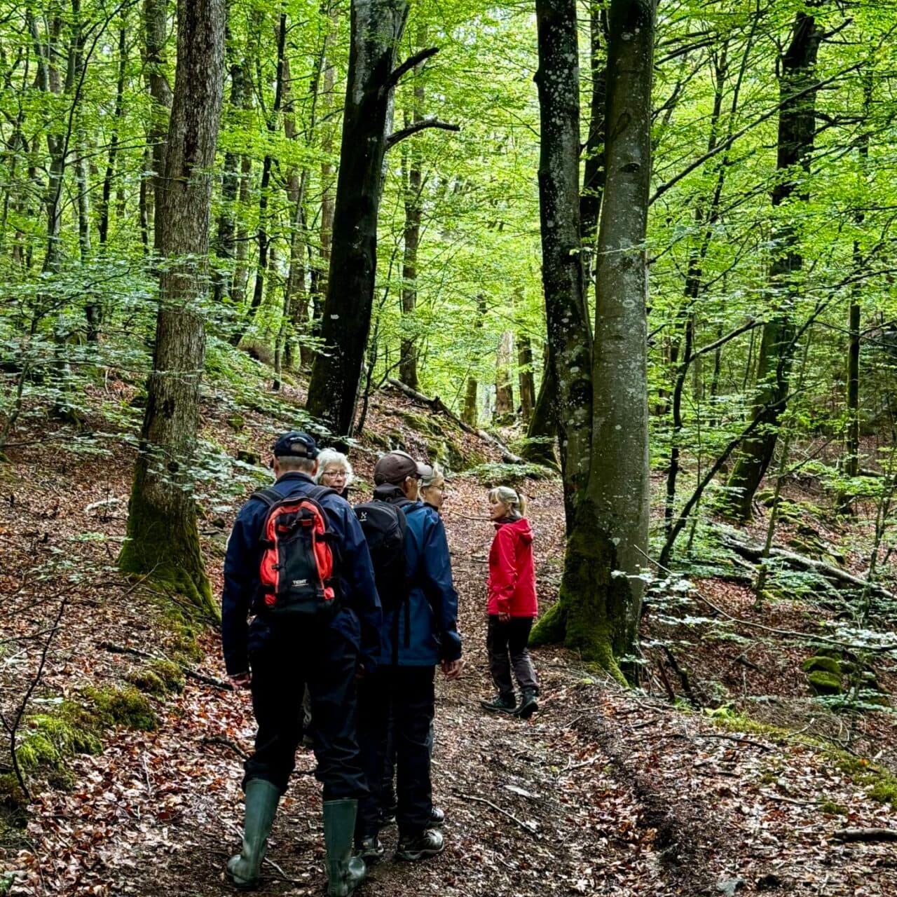 Bokskog i Ranebolund