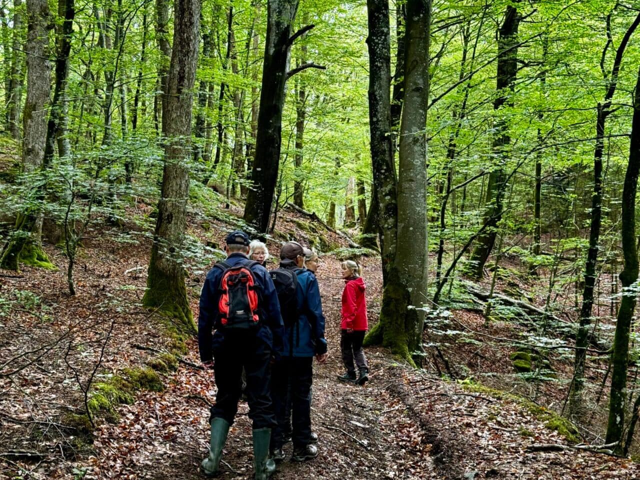 Bokskog i Ranebolund