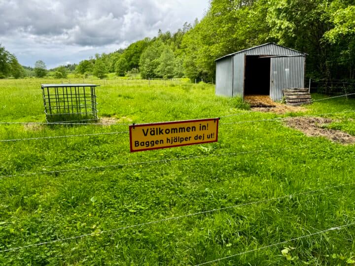 Varning för baggen
