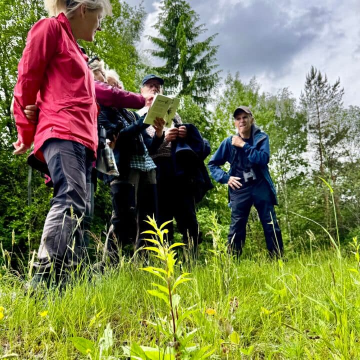 Fjärilsspanare