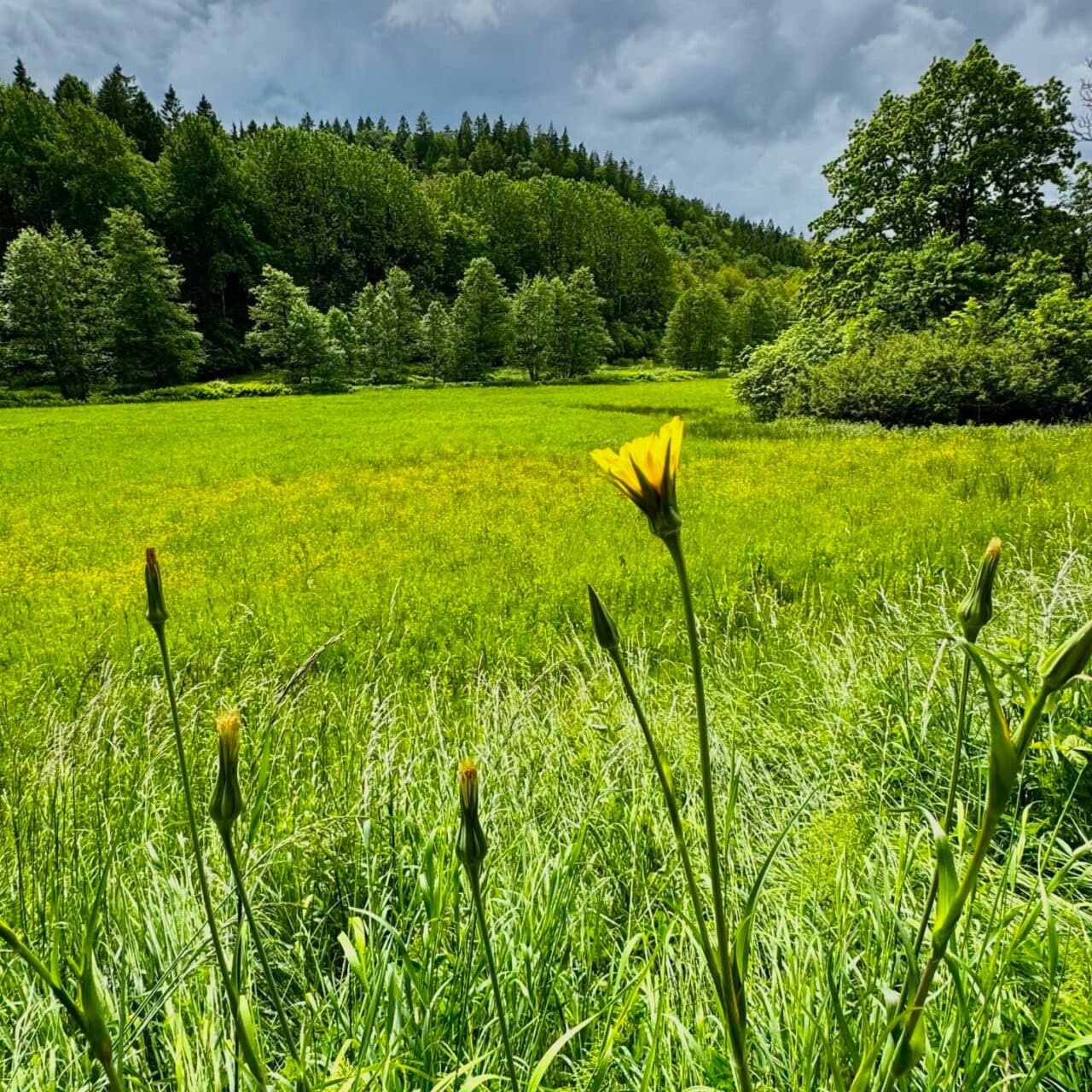 Ängshaverrot