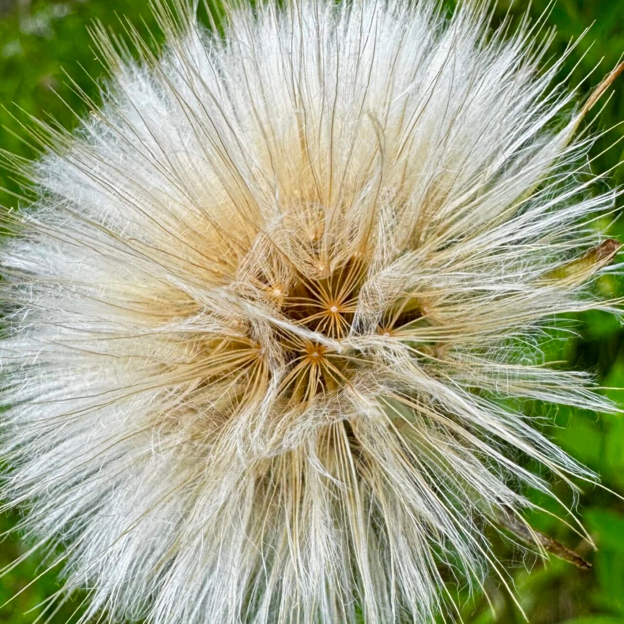 Svinrot
