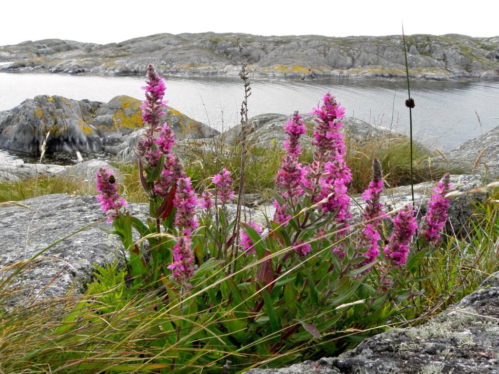 Tjärblomster