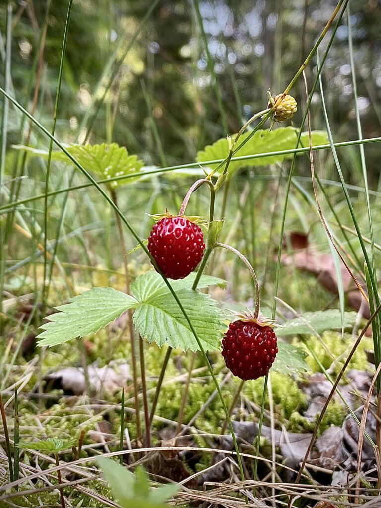 Bild på mogna smultron i naturen