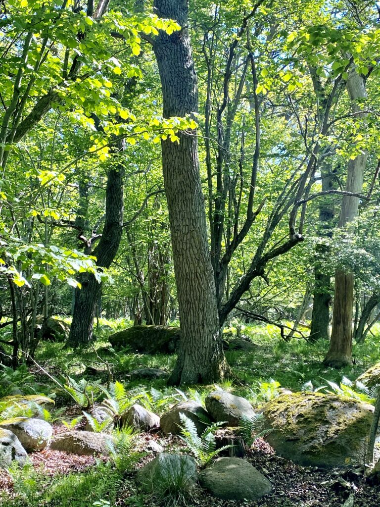 Gles lövskog och skogsbryn - perfekta ställen för en fladdermusholk!