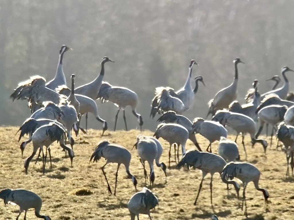 Tranor vid Hornborgasjön