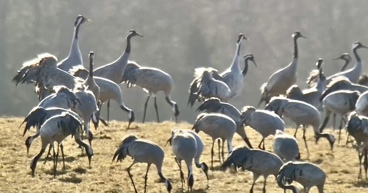Tranor vid Hornborgasjön